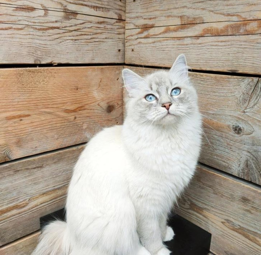 Onze poes Nana, ragdoll poes in Noord-Holland