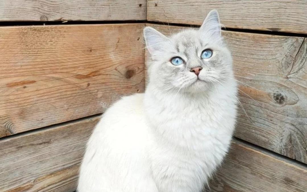 Dit is Nala, een ontzettend lieve ragdoll poes