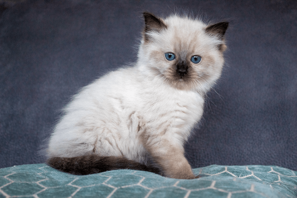 Ragdoll Kitten te koop