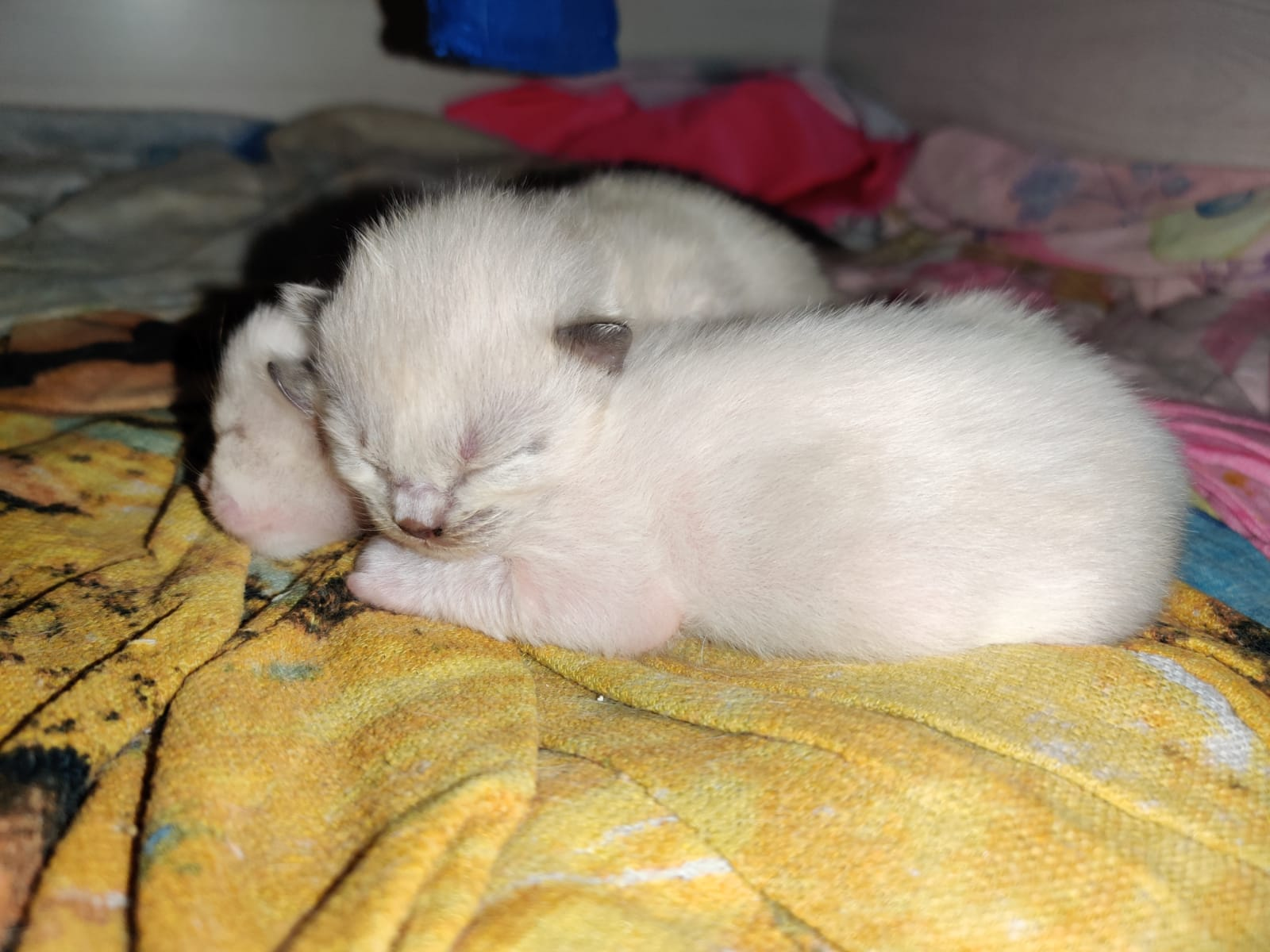 een paar dagen oud, heerlijk bij elkaar - Lieve Ragdoll kittens te koop in Noord Holland!