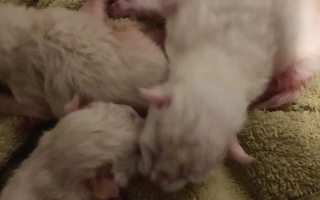 Ze zijn nog heel klein, een paar dagen oud - Ragdoll kittens in Alkmaar