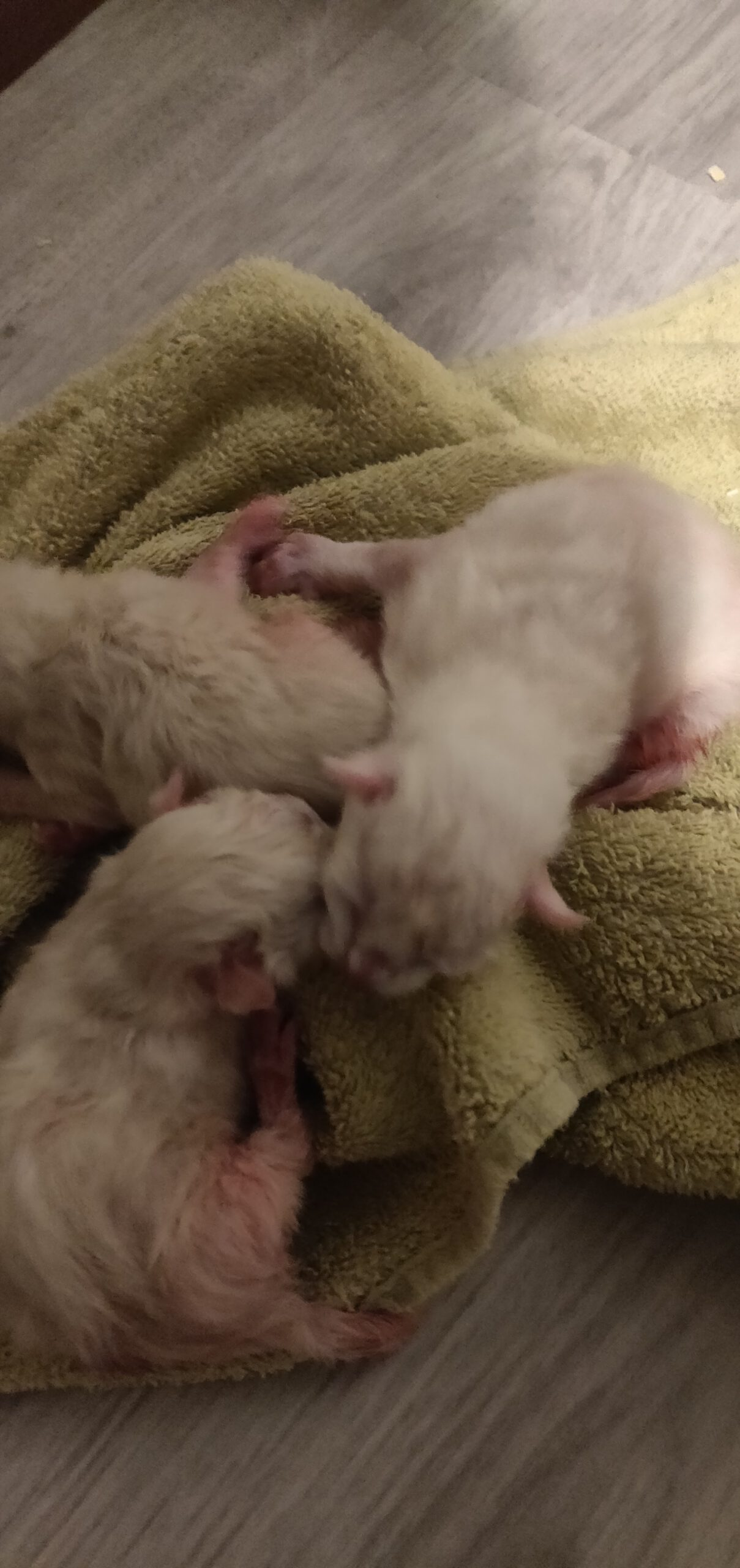 Ze zijn nog heel klein, een paar dagen oud - Ragdoll kittens in Alkmaar