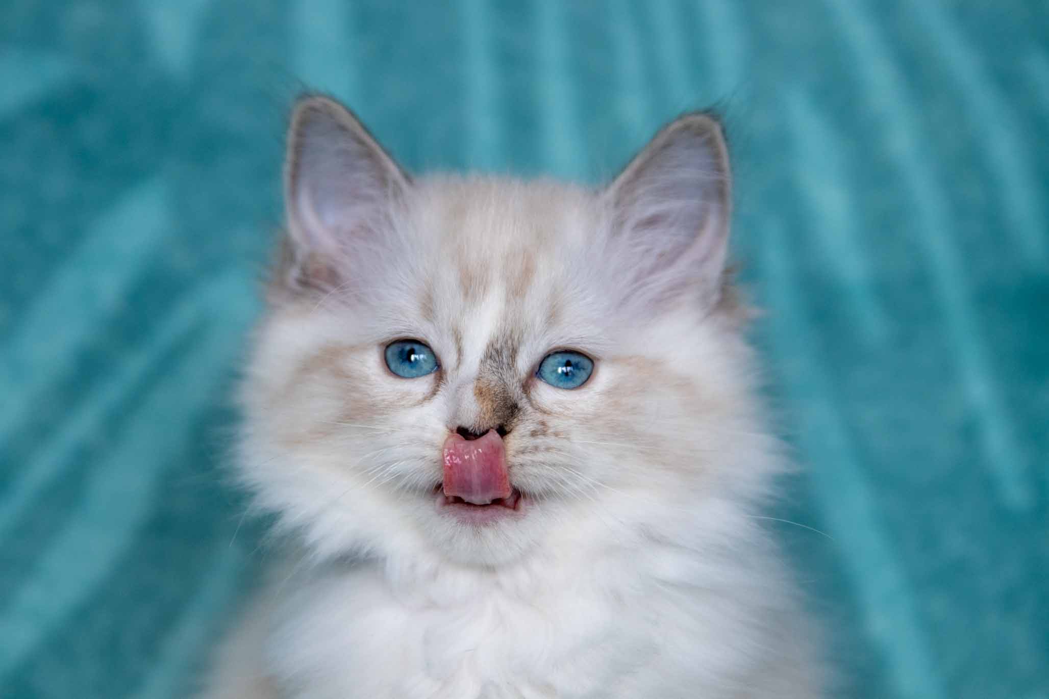 een-van-onze-prachtige-kittens Zoekt u een prachtige Ragdoll Kitten? Wij hebben regelmatig nestjes zitten.