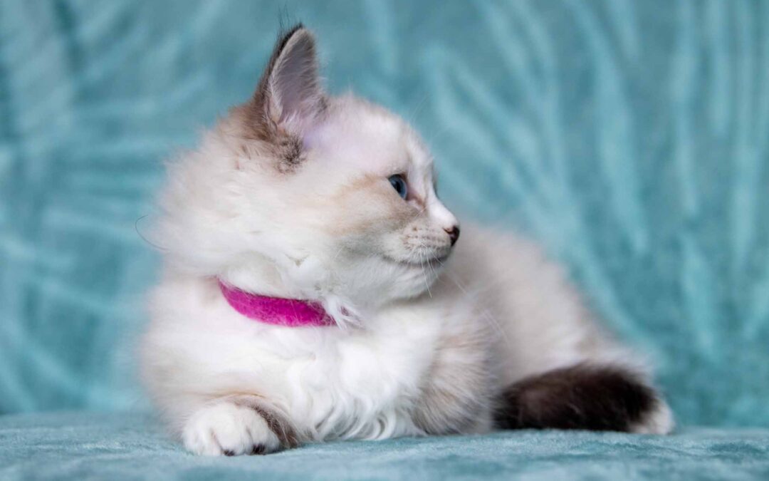 Prachtige Ragdoll Kittens te Koop